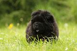 CHOW CHOW 514
